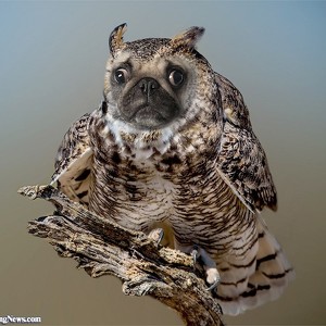 Superb Owl